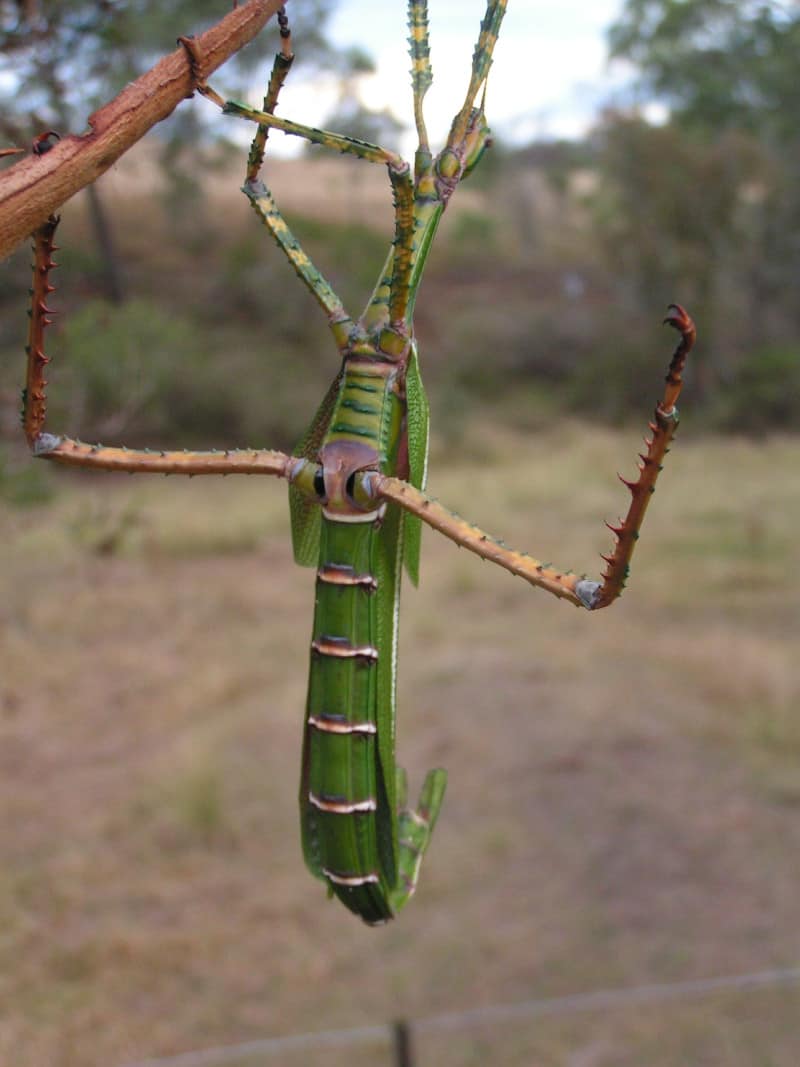 Goliath Stick Insect, Eurycnema goliath