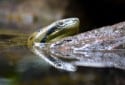 Green Anacaonda, Eunectes murinus