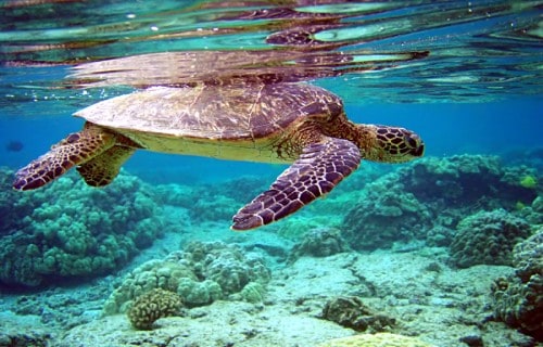 5 Phenomenal Sea Turtles