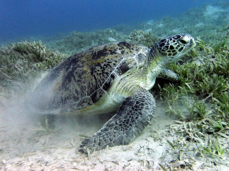 Green Sea Turtle, Chelonia Mydas