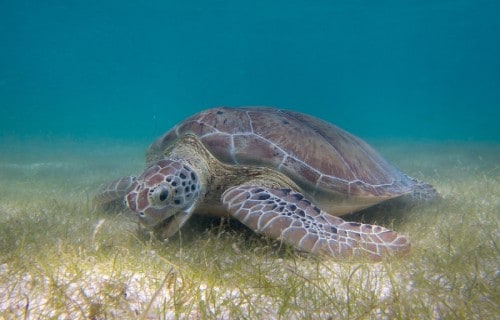 Green Sea Turtle, Chelonia Mydas