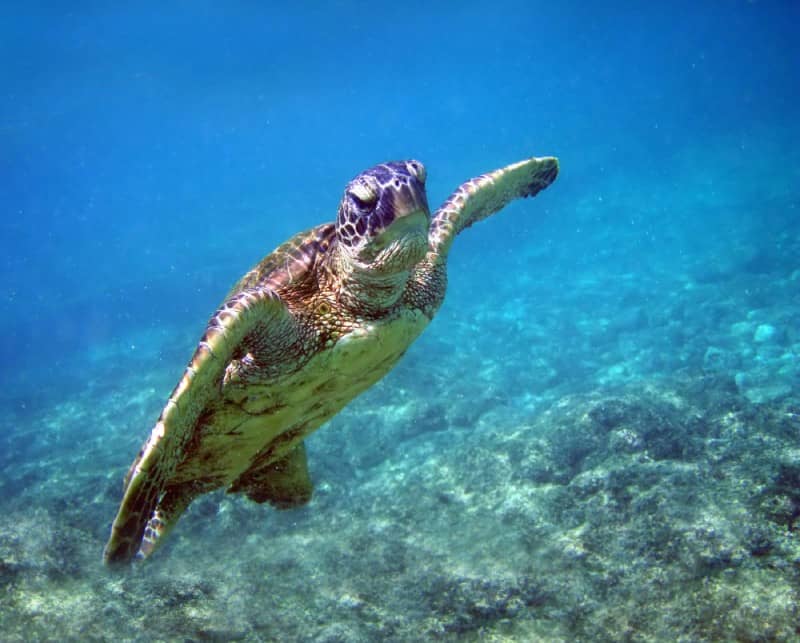 Green Sea Turtle, Chelonia Mydas