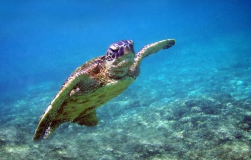 5 Phenomenal Sea Turtles