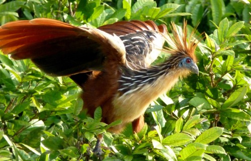 4 Amazing Brazilian Birds