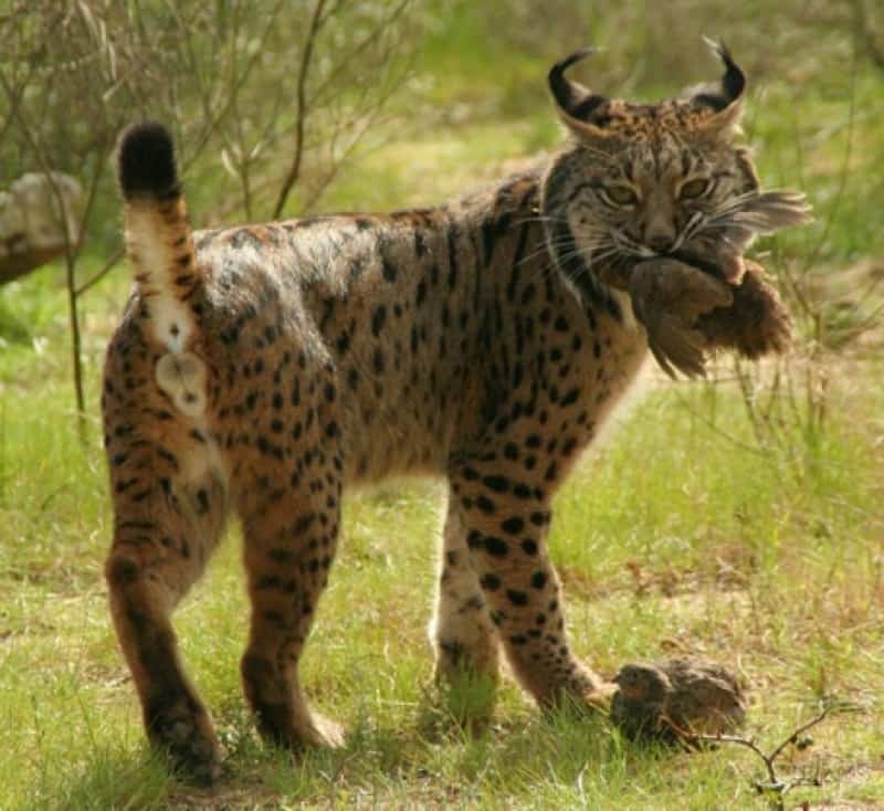 Iberian Lynx, Lynx pardinus
