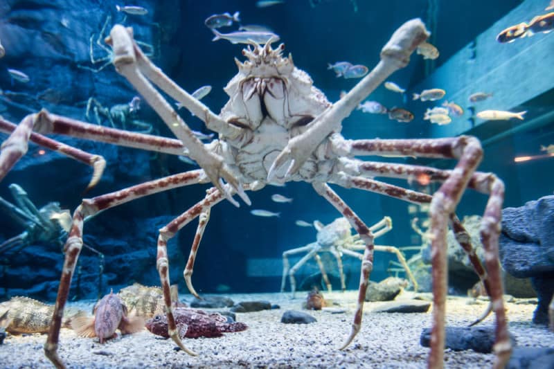 Japanese Spider Crab l Astounding - Our Breathing Planet