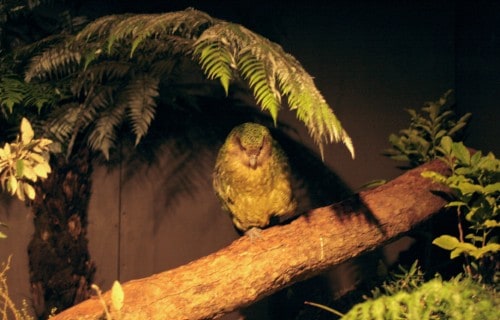 Kakapo, Strigops habroptila