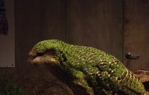 Kakapo, Strigops habroptila