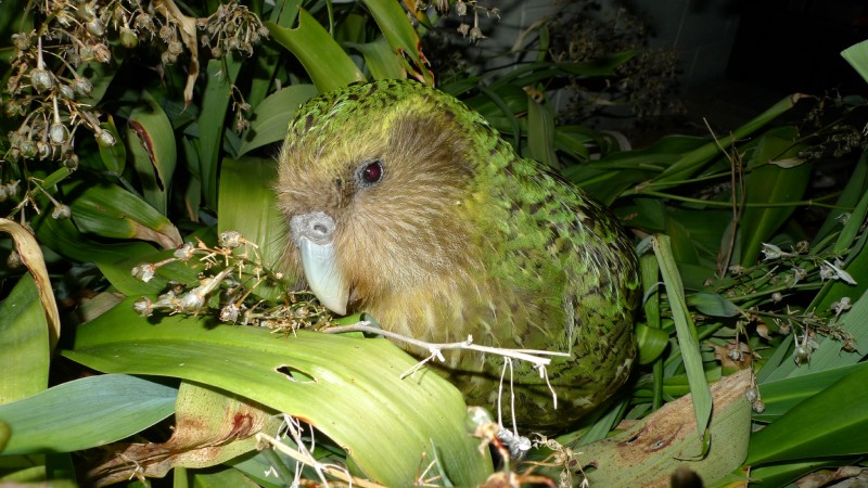 Kakapo, Strigops habroptila