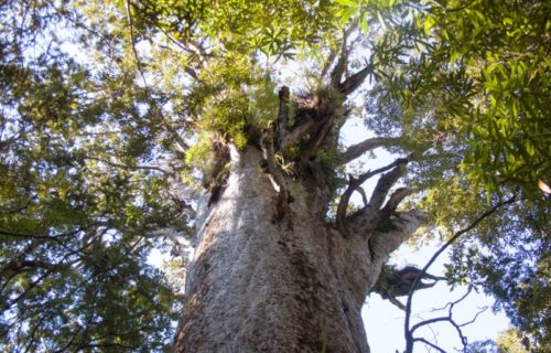 4 Fabulous New Zealand Flora