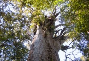 Kauri Tree, Agathis australis