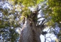 Kauri Tree, Agathis australis