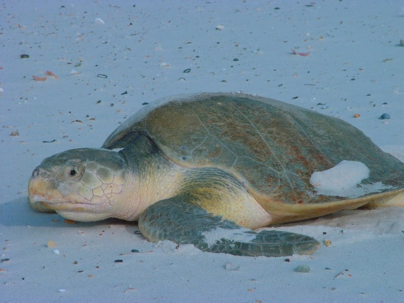 Kemps Ridley Sea Turtle, Lepidochelys kempii