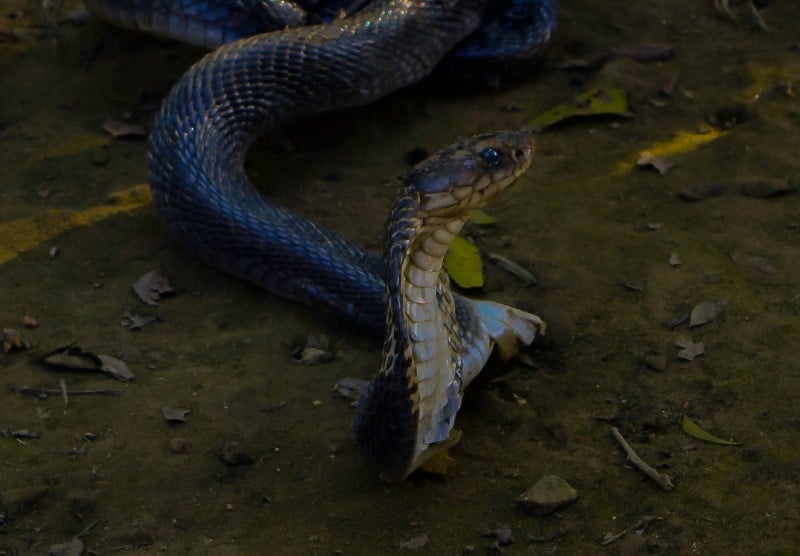King Cobra, Ophiophagus hannah