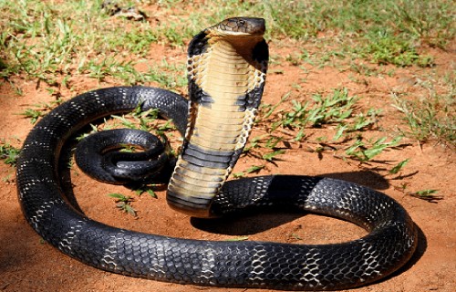 Surviving the JUNGLE of KING COBRA Indonesia! (Venomous SNAKE