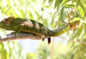 Knysna Dwarf Chameleon, Bradypodion damaranum