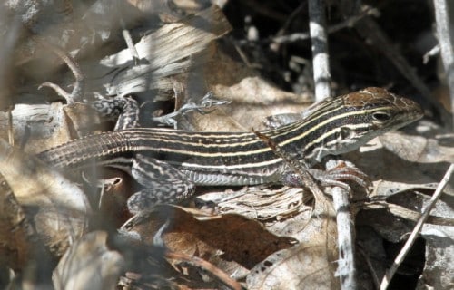 Leaping Lesbian Lizard, Cnemidophorus neomexicanus