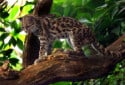Margay, Leopardus wiedii