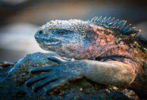 Marine Iguana, Amblyrhynchus cristat