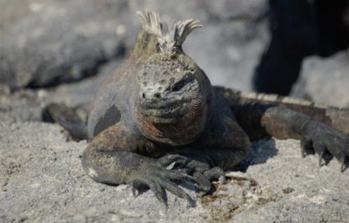 3 Incredibly Intriguing Iguanas