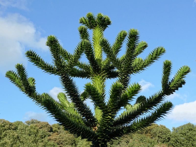 A Photo Tour Of The Unique And Striking Monkey Puzzle Tree