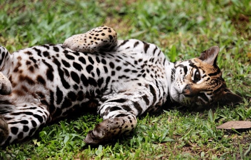Ocelot, Leopardus pardalis