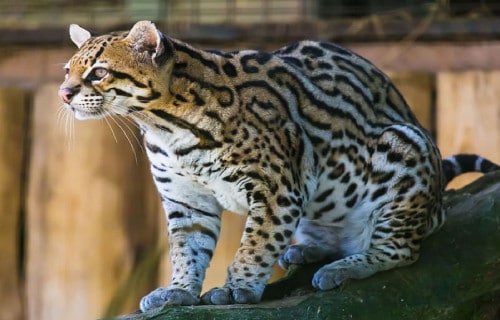 Ocelot, Leopardus pardalis