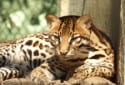 Ocelot, Leopardus pardalis