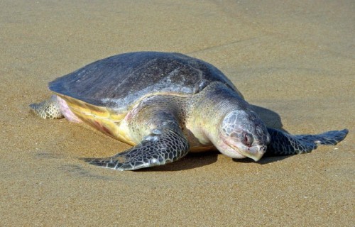 5 Phenomenal Sea Turtles