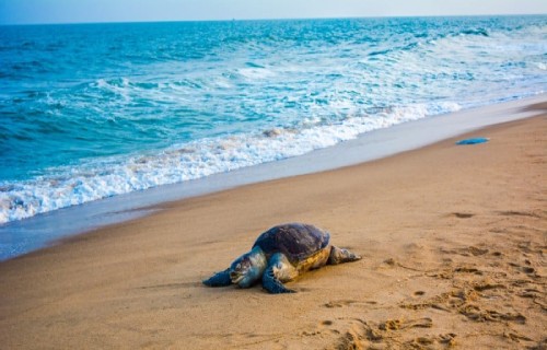 5 Phenomenal Sea Turtles