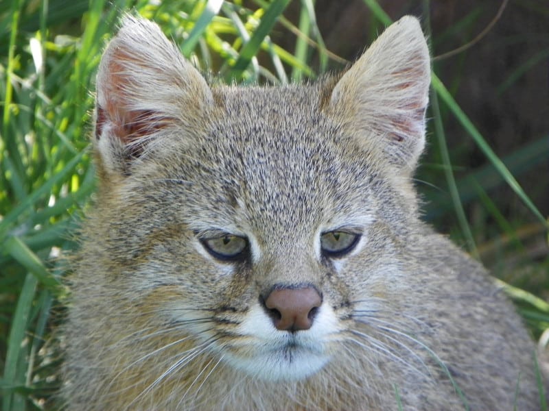 Pampas Cat, Leopardus pajeros