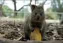 Quokka, Setonix brachyurus