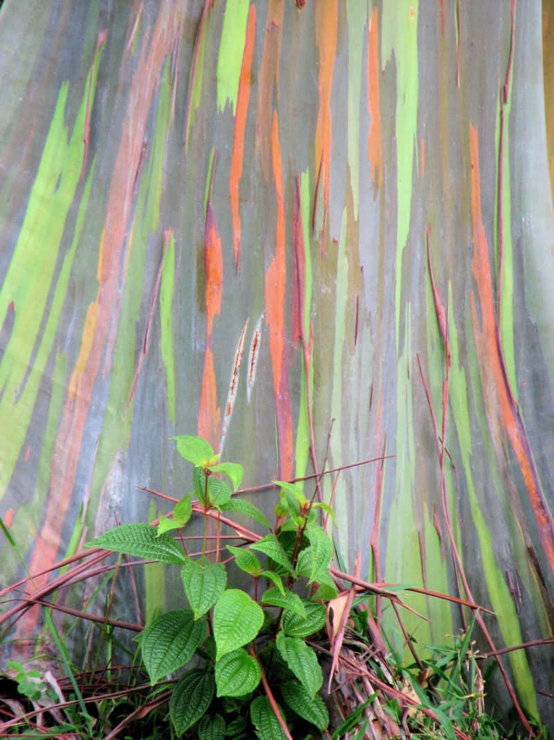 Rainbow Eucalyptus, Eucalyptus deglupta
