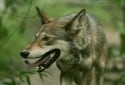 Red Wolf, Canis Lupus