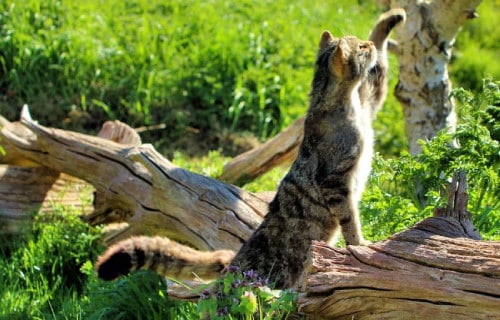 Scottish Wildcat, Felis silvestris grampia