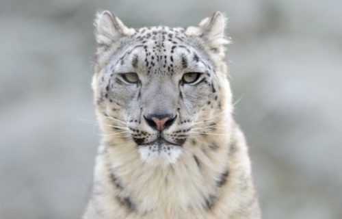 5 Astounding Asian Wild Cats
