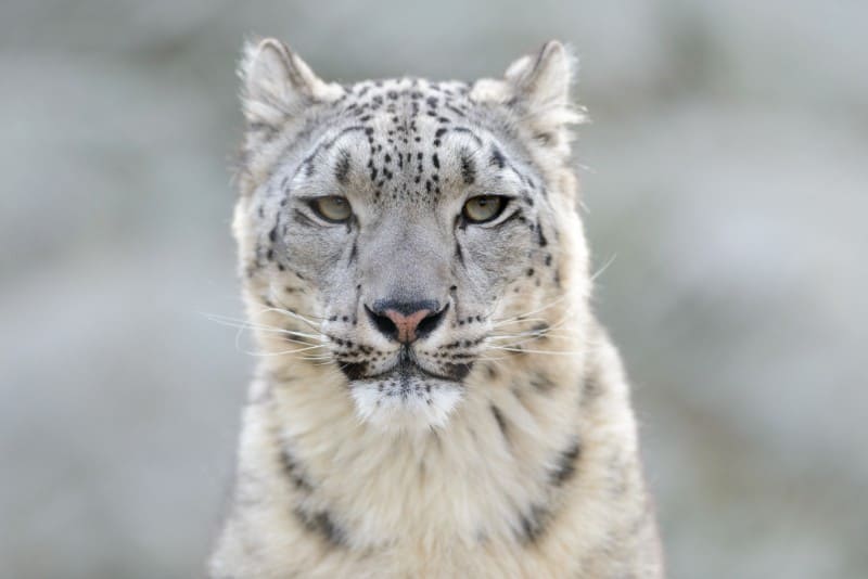 Snow Leopard, Panthera uncia