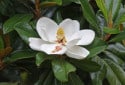 Southern Magnolia, Magnolia grandiflora