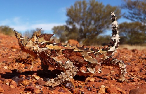 Astounding Lizards of the World