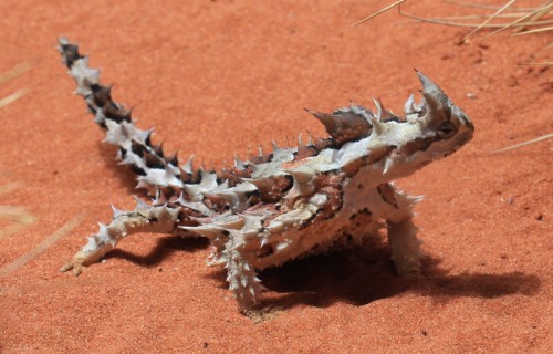 Thorny Dragon, Moloch horridus