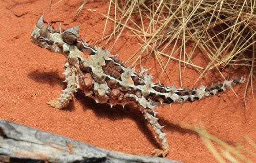 Thorny Dragon, Moloch horridus