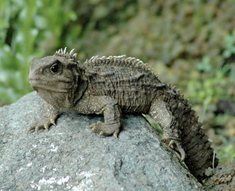 Tuatara l Completely Astounding - Our Breathing Planet