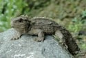 Tuatara, Sphenodon punctatus