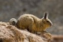 Viscacha