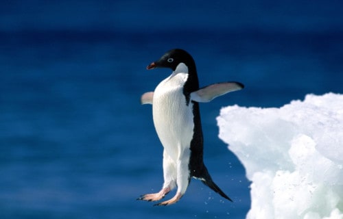 5 Practically Perfect Penguins