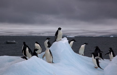 Adelie Penguin, Pygoscelis adeliae