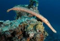 Atlantic Trumpetfish, Aulostomus strigosus