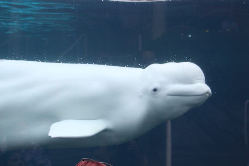 Beluga Whale, White Whale, Delphinapterus leucas