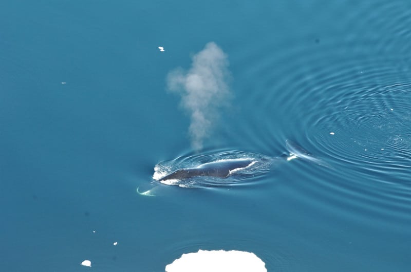 Bowhead Whale, Balaena mysticetus