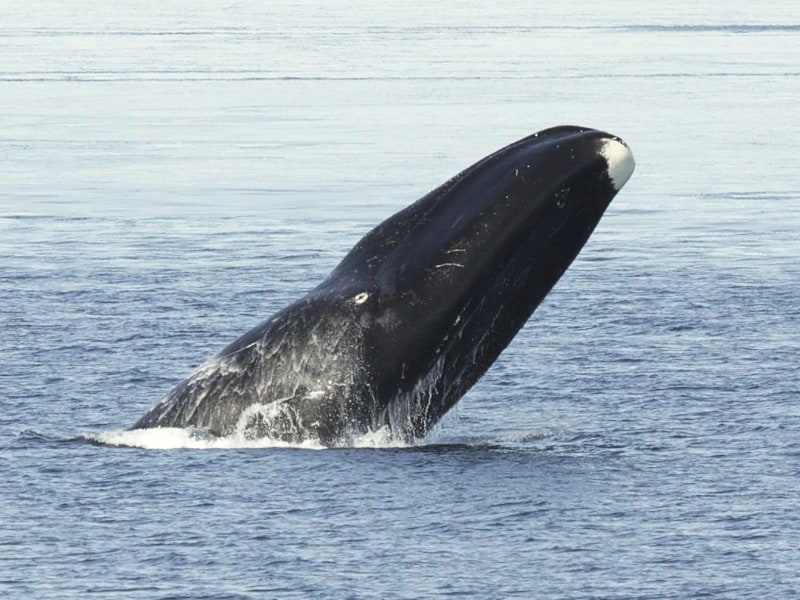 Bowhead Whale, Balaena mysticetus